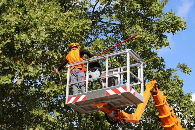 Nella settimana dal 17 al 22 luglio alcuni interventi di potatura di alberi ad alto fusto