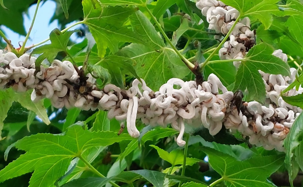 Takahashia japonica, continua il monitoraggio della cocciniglia dai filamenti cotonosi