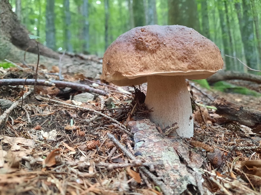 1. Boletus copertina