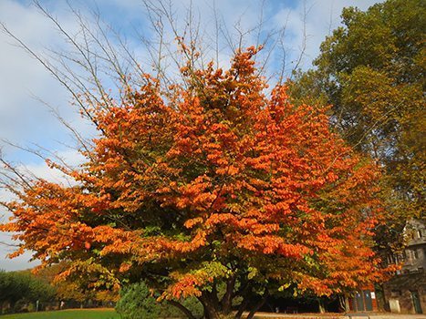 parrotia