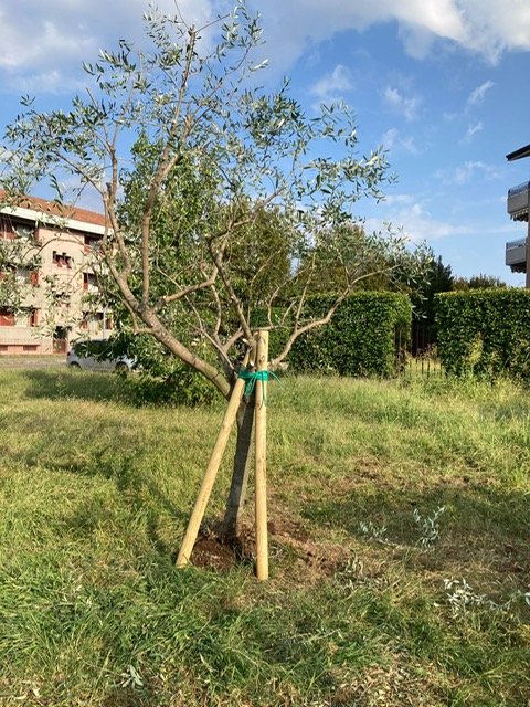 Recuperati e rialzati Ulivi in via Pontida