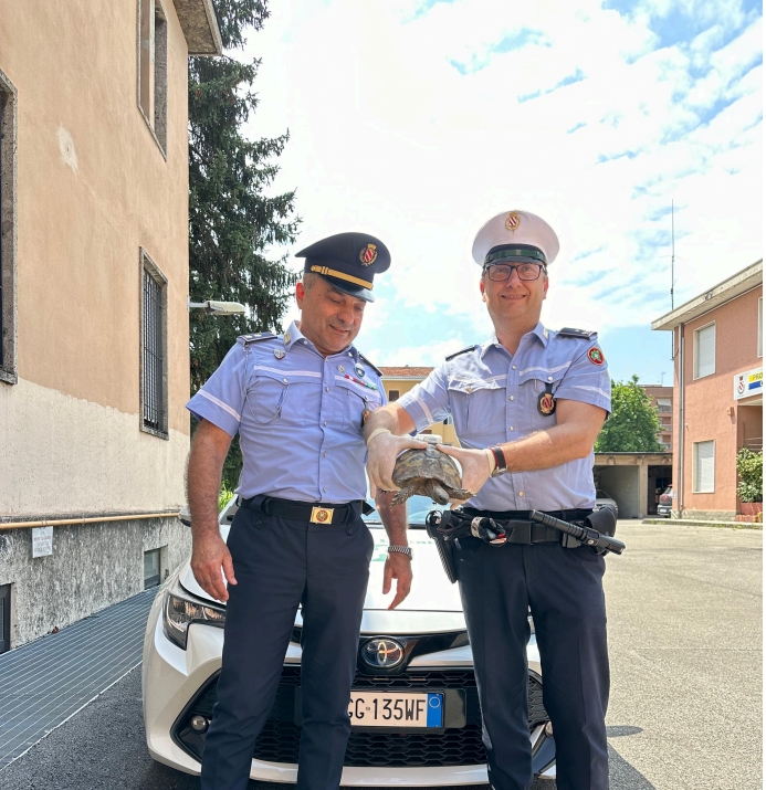 Tartaruga a “passeggio” per Desio salvata dalla Polizia Locale