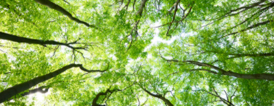 alberi