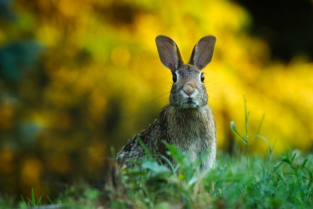 Mixomatosi dei conigli: istituita «zona di protezione»
