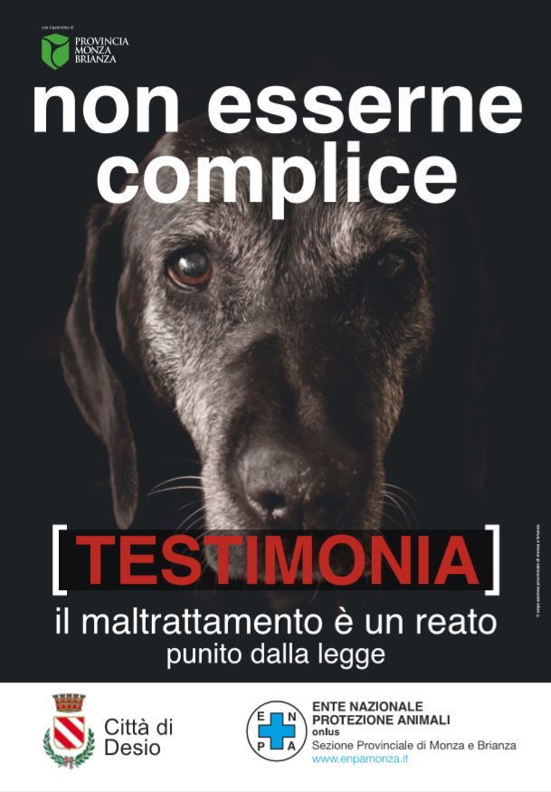 'Non esserne complice', al via la campagna contro l'abbandono degli animali